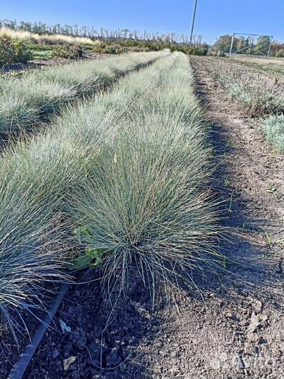 Злаки, малиния, сеслерия, овсянница сизая, ковыль
