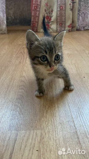 Котята в добрые руки бесплатно