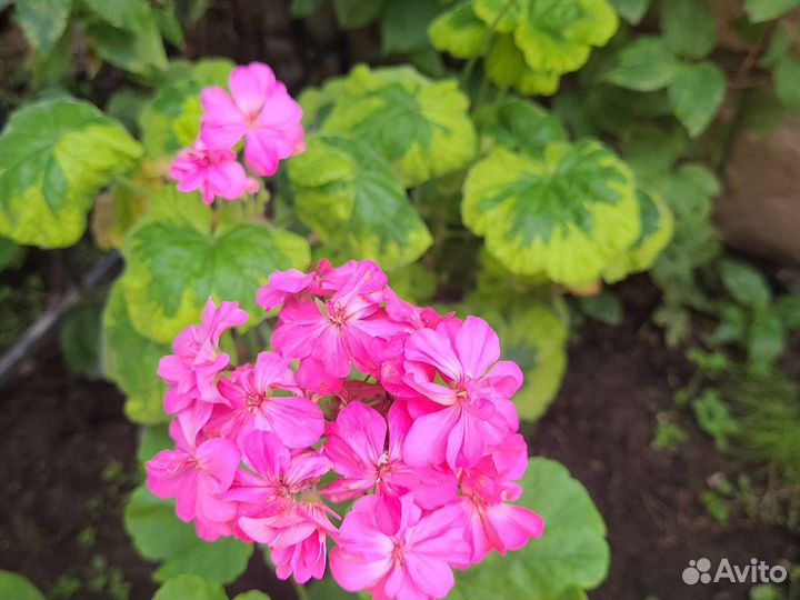 Пеларгония герань