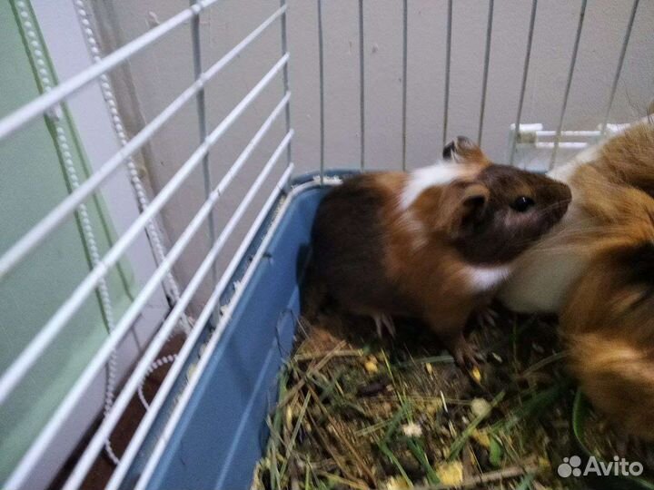 Морская свинка