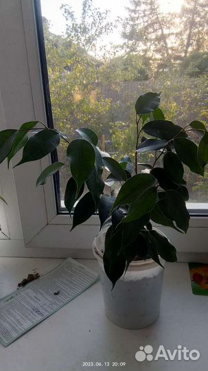 Фикус бенджамина