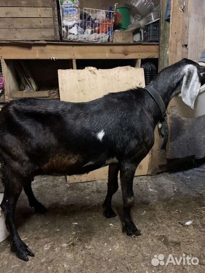 Коза нубийская