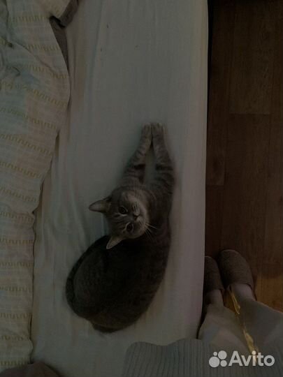 Кошка в дар