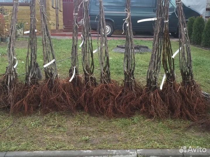 Саженцы плодовых деревьев