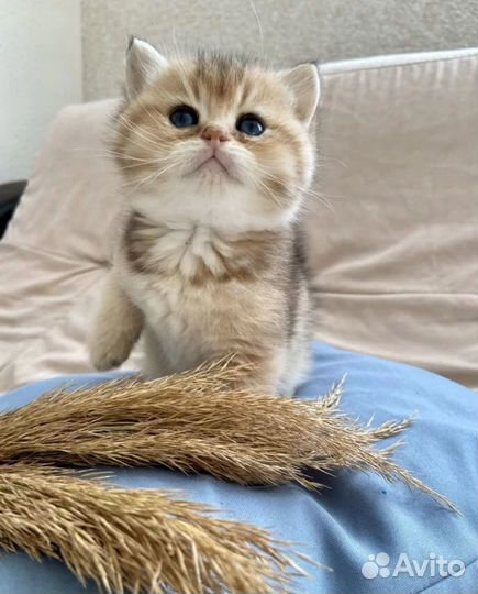 Британская шиншилла девочка