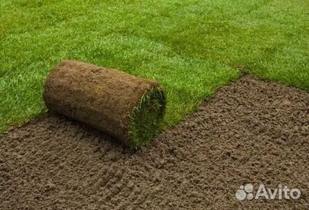 Газон от производителя