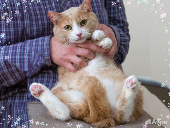 Рыжий кот, хочет жить, в дар, в добрые руки