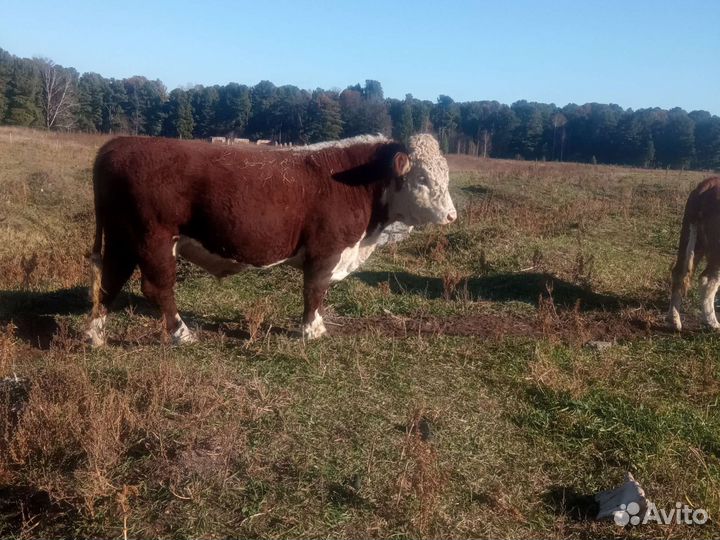 Продажа крс