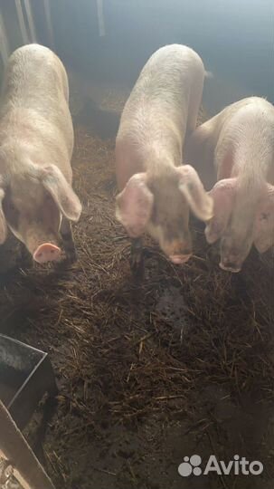 Поросята ландрас