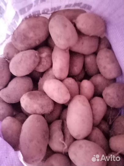 Продам картофель