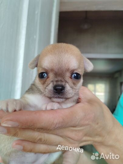 Щенки чихуахуа