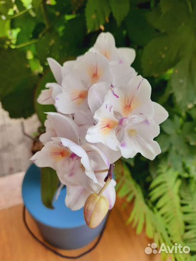 Орхидеи бабочки цвет