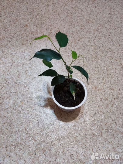 Фикус бенджамина