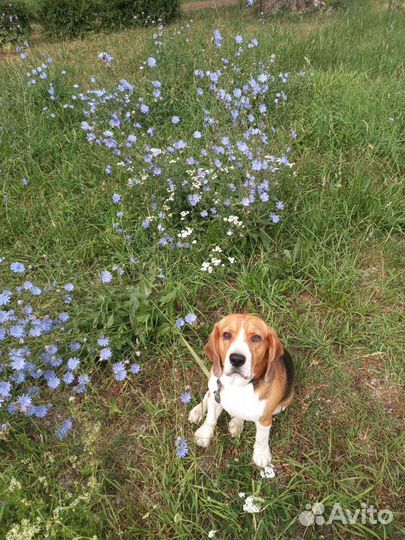 Бигль вязка