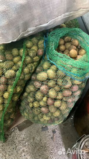 Продам картофель на корм скоту