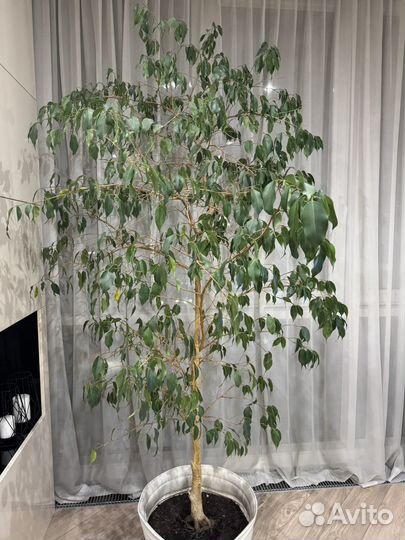 Фикус бенджамина большой