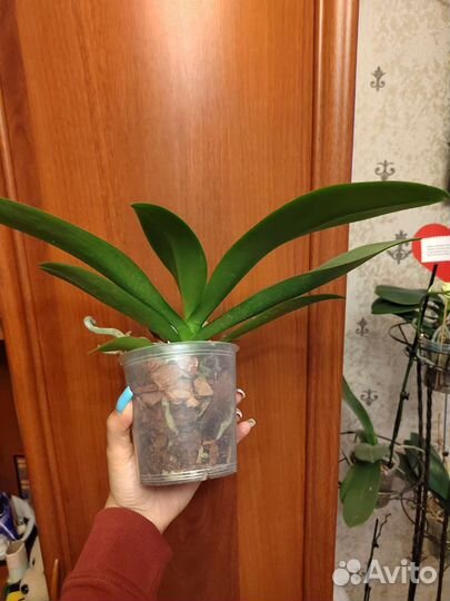 Орхидея фаленопсис Попугай