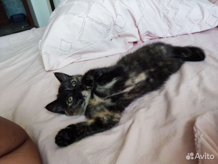 Котенок