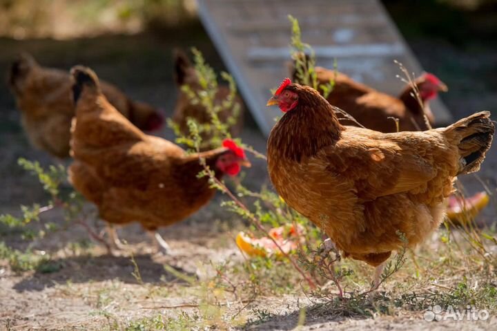 Куры несушки
