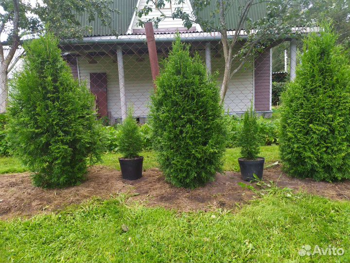 Туя Смарагд, Брабант в горшках