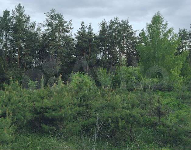 Участок 11 сот. (СНТ, ДНП)