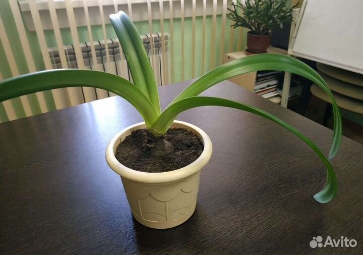 Гиппеаструм, монстера,сансевиерия, каланхоэ