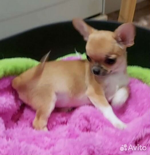 Микро девочка