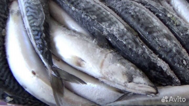 Скумбрия Исландия (жирная и вкусная)