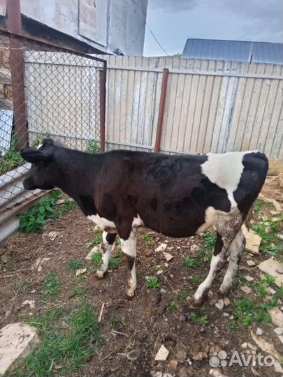 Телка 6 месяцев