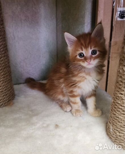 Красавица рыжее счастье для дома, для души