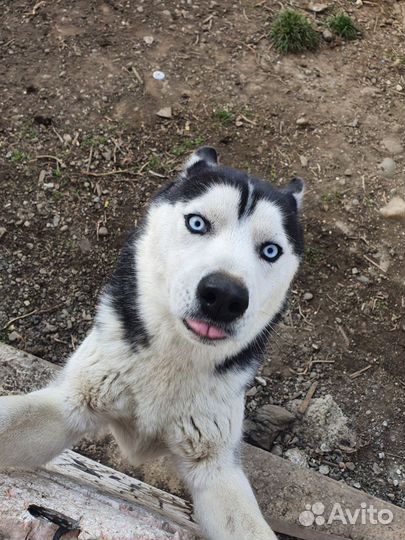 Сибирский хаски вязка