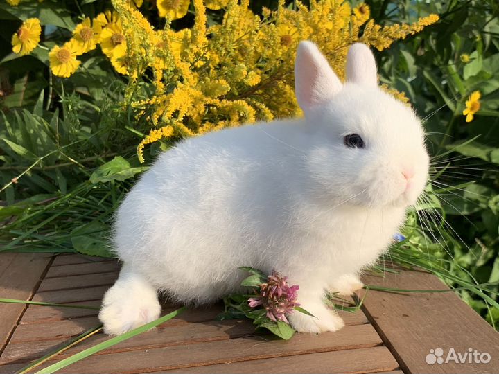 Белые крольчата гермелин