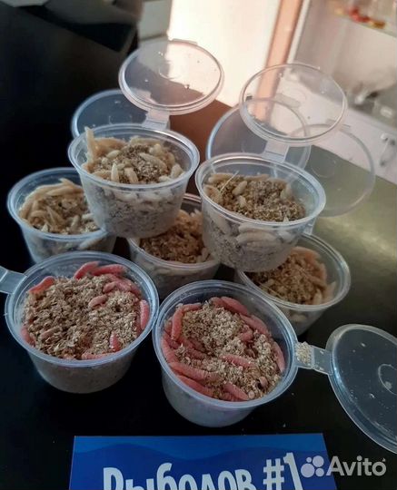 Мотыль,опарыш,червь