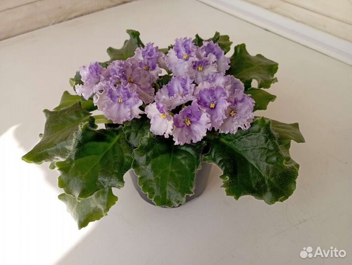 Сортовая фиалка