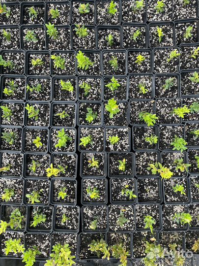 Саженцы самшита