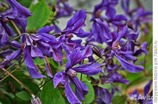 Цветы для сада