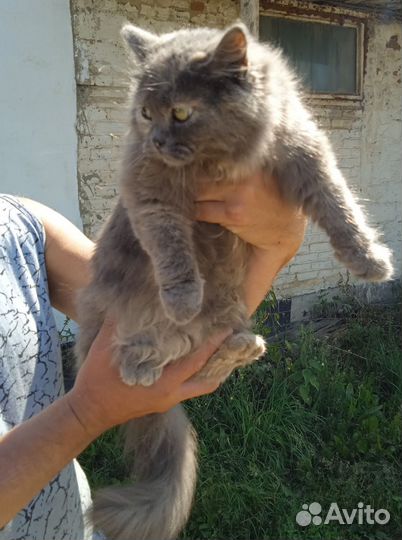 Кошечка в добрые руки