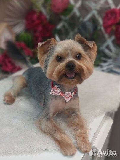 Стрижка собак груминг