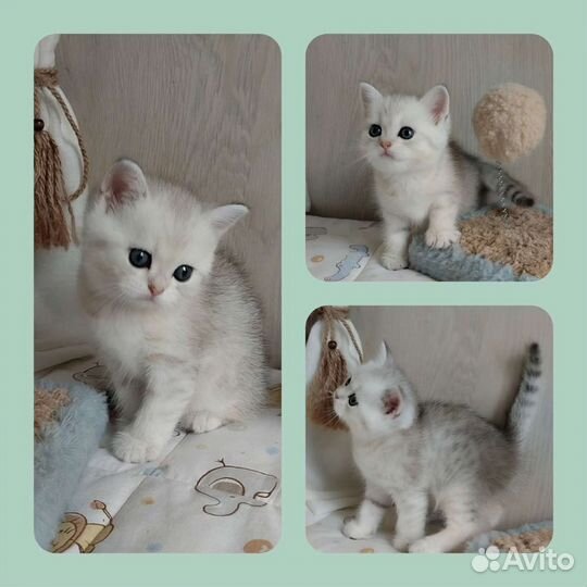Шотландские котята