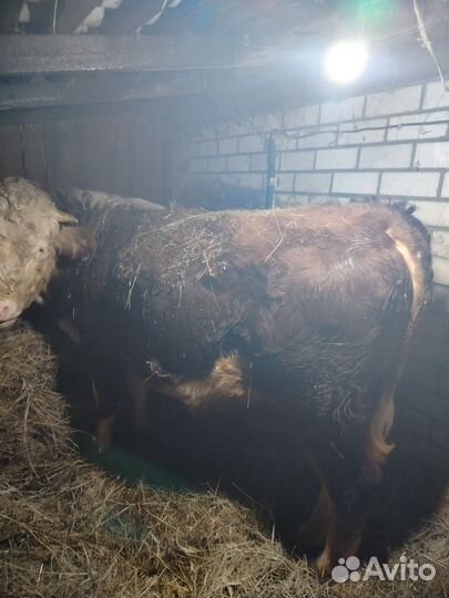 Продам быков