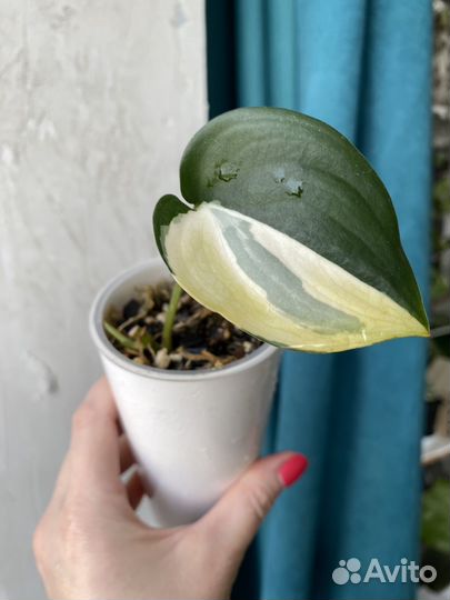 Сциндапсус жаде сатин вариегатный