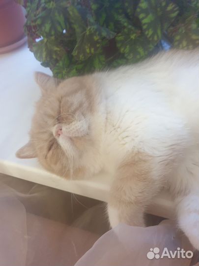 Персидская