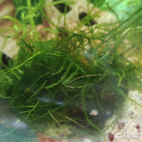 Аквариумные растения водоросли