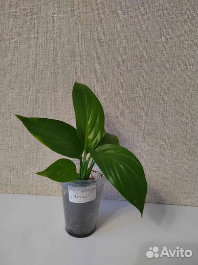 Спатифиллум Алана