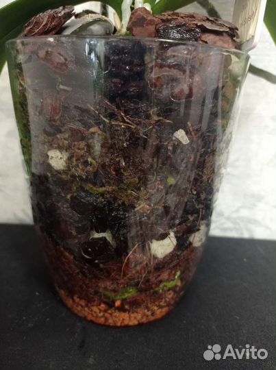 Орхидея фаленопсис бабочка