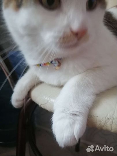 Ошейник для кошек и собак