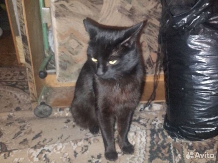 Черный кот