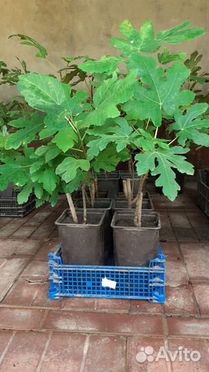 Саженци плодовых деревьев