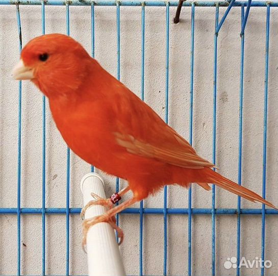 Кенары муаровые, красные,оранжевые