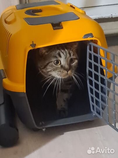 Переноска для кошек новая